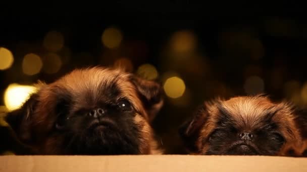 Puppy Portrait Box Gold Bokeh Footage — Stock Video