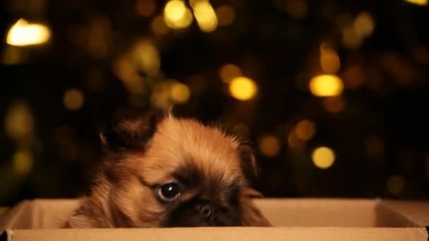 Puppy Portret Doos Goud Bokeh Beeldmateriaal — Stockvideo