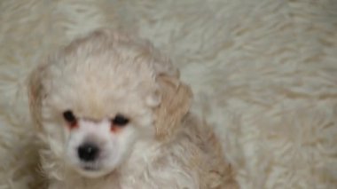 yavru köpek portresi ekose arka plan