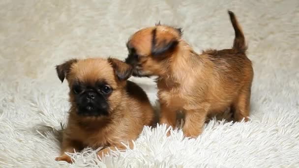 Filhote Cachorro Retrato Xadrez Fundo Imagens — Vídeo de Stock