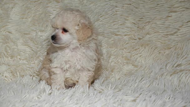 Puppy Portrait Wool Plaid Background — Stock Video
