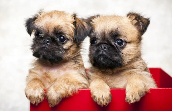 Cuadro Cachorro Retrato Fondo Blanco — Foto de Stock