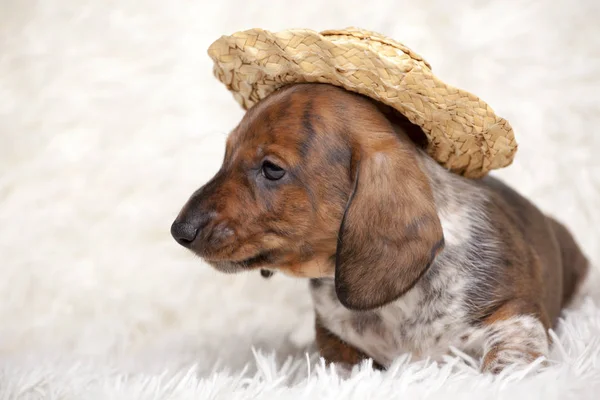 Cucciolo Ritratto Cappello Lana Plaid Sfondo — Foto Stock