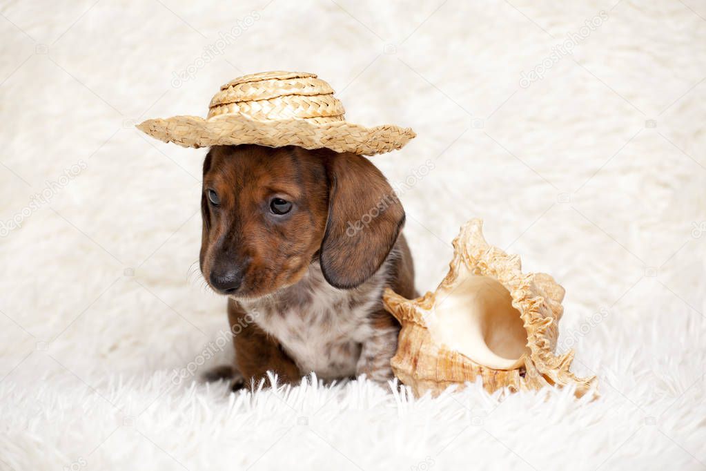 puppy portrait hat seashell wool plaid background 
