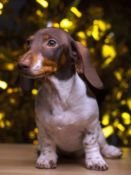 Psí Portrét Stůl Zlatý Bokeh — Stock fotografie