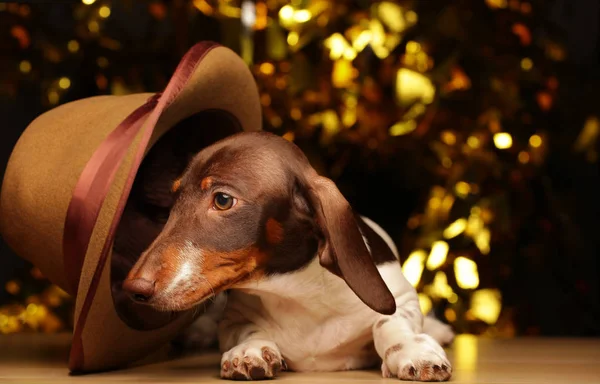 Pies Portret Stół Złoty Bokeh — Zdjęcie stockowe