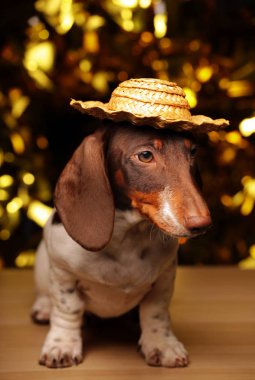 Köpek portresi masa altın bokeh 