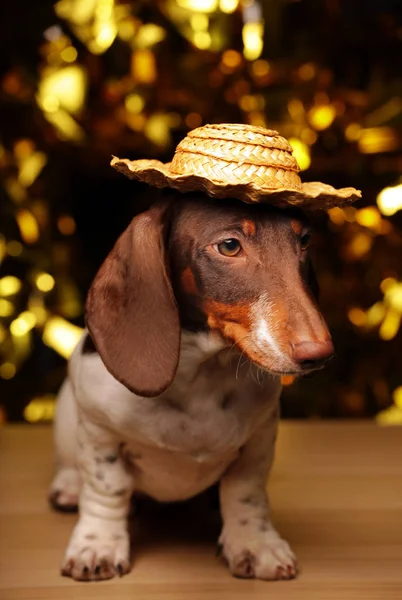 Pies Portret Stół Złoty Bokeh — Zdjęcie stockowe