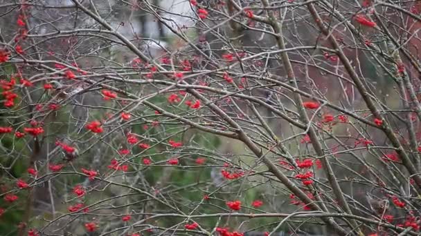 鳥は山灰の木を食べるHd映像 — ストック動画