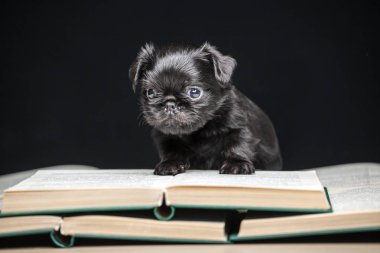 köpek portresi kitabı koyu arkaplan