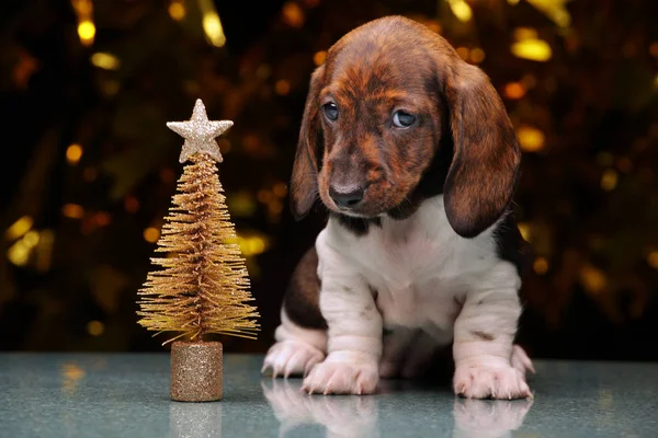 Valp Porträtt Miniatyr Gran Träd — Stockfoto