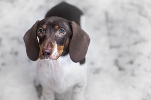 Hund Porträt Schnee Straße Hintergrund — Stockfoto