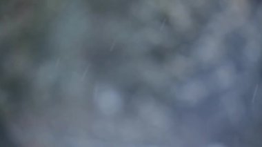 kar, köknar ağacı arkaplan HD görüntüleri 