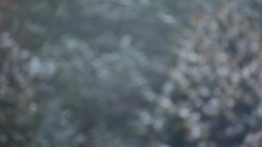 kar, köknar ağacı arkaplan HD görüntüleri 