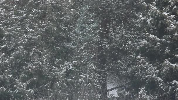 neige chute sapin fond hd séquences  