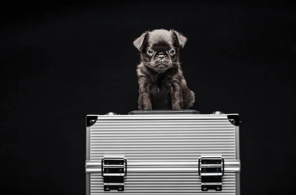 Cachorro Retrato Ferro Caso Fundo Escuro — Fotografia de Stock