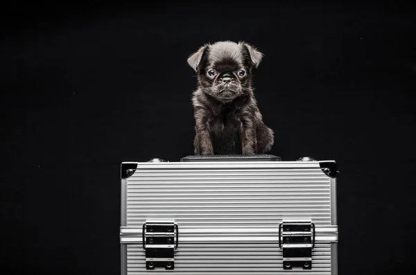 Szczeniak Portret Żelaza Przypadku Ciemne Tło — Zdjęcie stockowe