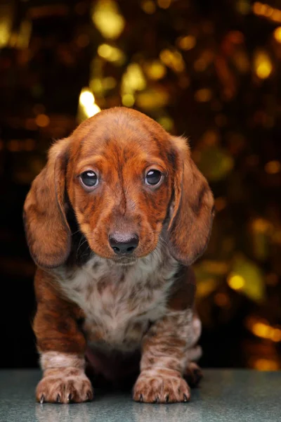 Puppy Portret Marmer Goud Bokeh — Stockfoto