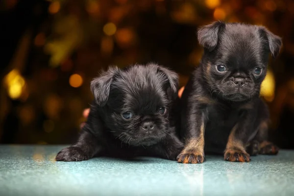 Puppy Portret Marmer Goud Bokeh — Stockfoto