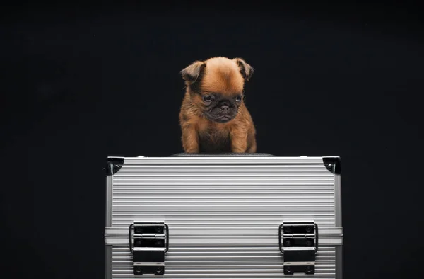 Dog Portrait Box Dark Background — Stock Photo, Image