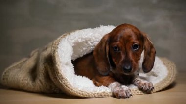 Yün eşarp köpek portresi ahşap masa hd görüntüsü 