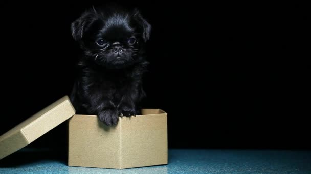 Puppy Portrait Paper Box Dark Background Footage — Stock Video