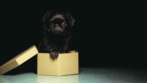 Puppy Portrait Paper Box Dark Background Footage — Stock Video