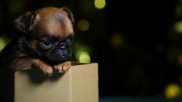 Puppy Portrait Paper Box Dark Background Footage — Stock Video