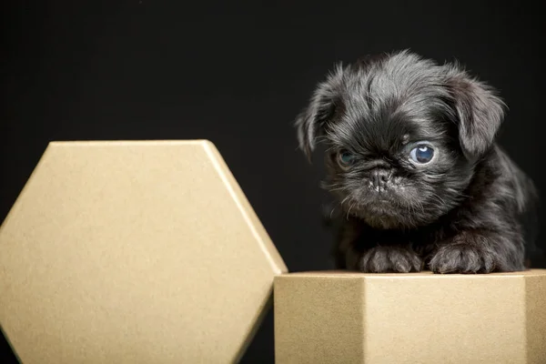 Puppy Portret Papieren Doos Donkere Achtergrond — Stockfoto