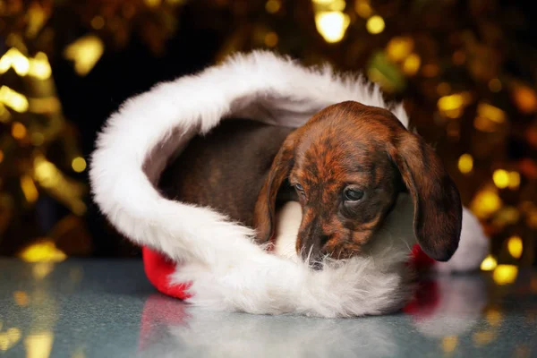 Cucciolo Ritratto Cappello Scuro Sfondo — Foto Stock