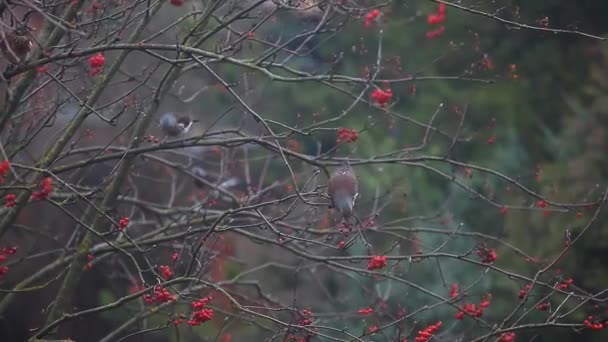 鳥は山灰の木を食べるHd映像 — ストック動画