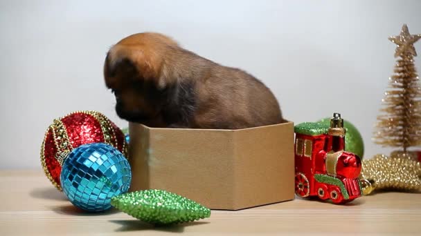 Filhote Cachorro Caixa Ano Novo Brinquedo Fundo Branco Imagens — Vídeo de Stock