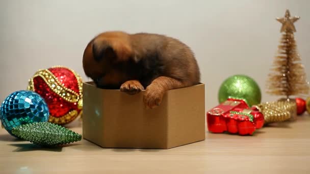 Filhote Cachorro Caixa Ano Novo Brinquedo Fundo Branco Imagens — Vídeo de Stock