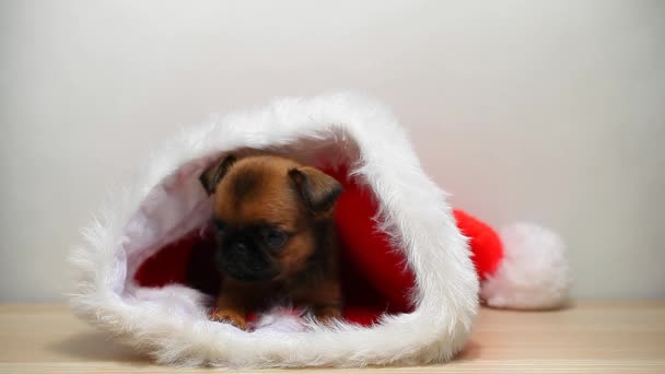 Filhote Cachorro Chapéu Tabela Branco Fundo Imagens — Vídeo de Stock