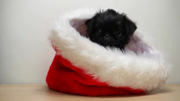 Puppy Hat Table White Background Footage — Stockvideo