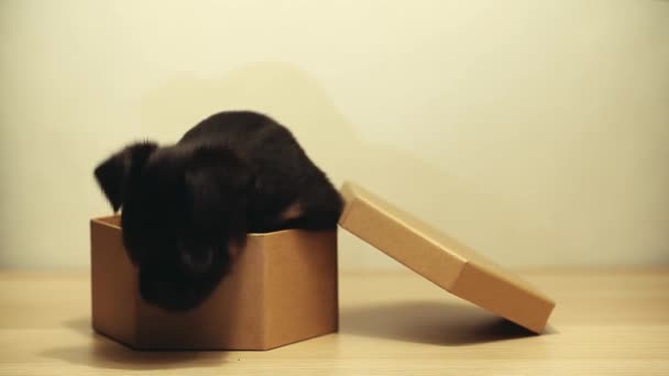 Puppy Portrait Paper Box Table Footage — Stock Video