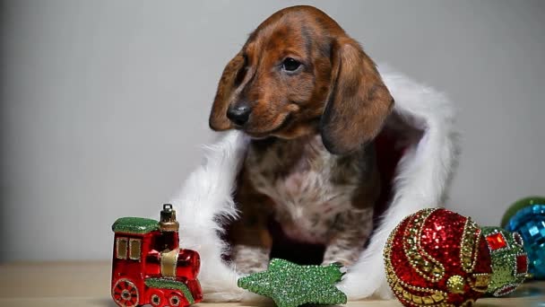 Cachorro Sombrero Nuevo Año Juguete Mesa Material Archivo — Vídeo de stock