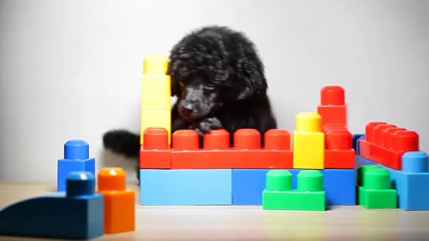 子犬のポートレートのおもちゃのテーブルの背景Hd映像 — ストック動画