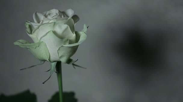 Τριαντάφυλλο Λουλούδι Απότομη Φόντο Τοίχο Πλάνα — Αρχείο Βίντεο