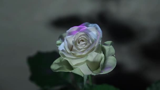 Τριαντάφυλλο Λουλούδι Απότομη Φόντο Τοίχο Πλάνα — Αρχείο Βίντεο