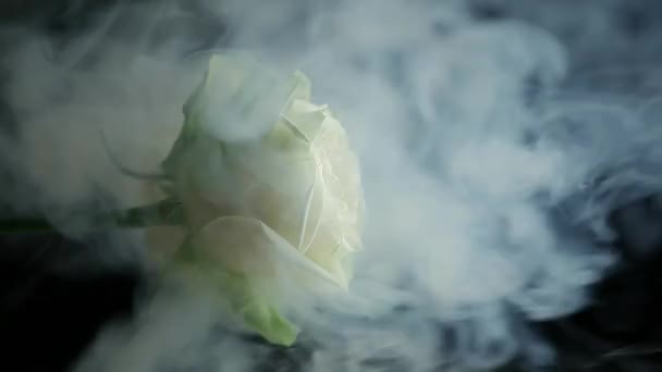 Rosa Flor Fumaça Fundo Escuro Imagens — Vídeo de Stock
