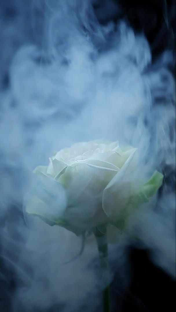 Róża Kwiat Dym Ciemne Tło Materiał — Wideo stockowe