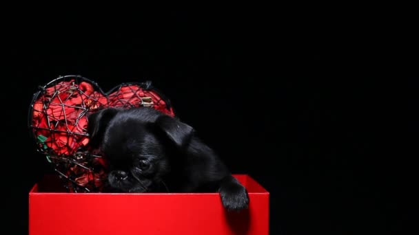 子犬の紙箱暗い背景Hd映像 — ストック動画