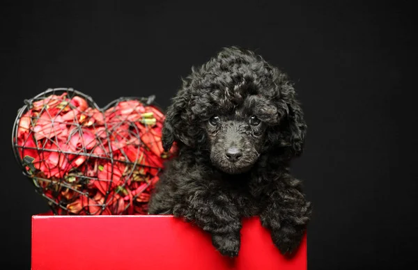 子犬の紙箱暗い背景 — ストック写真