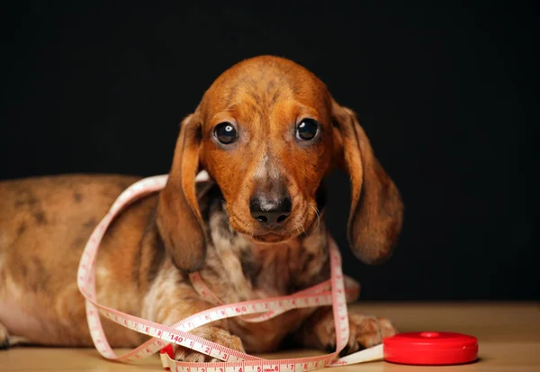 Hund Porträt Tisch Dunkler Hintergrund — Stockfoto