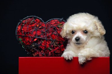 Yavru karton kutu koyu arka plan  