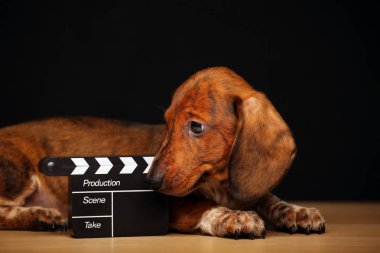 köpek portresi alkış tahtası masa koyu arkaplan 