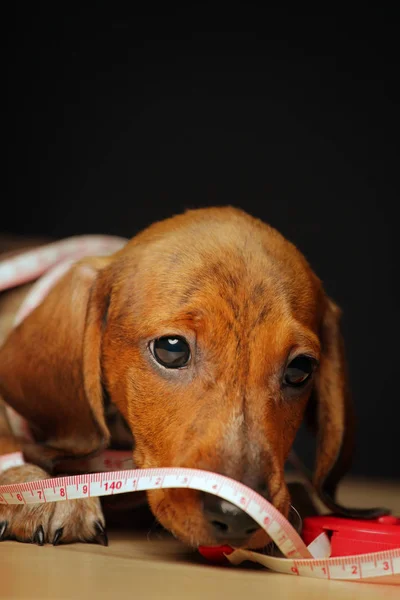 Настольный Портрет Собаки Темный Фон — стоковое фото