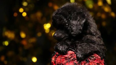 Köpek portresi kalp karanlık arka plan HD görüntüleri 