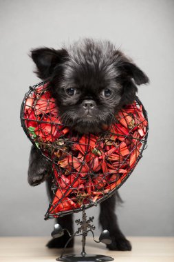 Köpek portresi kalp koyu arkaplan 